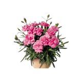 Videolu Kokulu Pembe Renk Karanfil Çiçeği Fidanı 15-30Cm Tüplü Dış Mekan Ağaçlar Pink Carnation