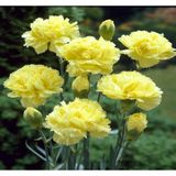 Videolu Kokulu Sarı Karanfil Çiçeği Fidanı 15-30 cm Saksılı Çiçekli Bodur Bitkiler Yellow Carnation