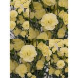 Videolu Kokulu Sarı Karanfil Çiçeği Fidanı 4 Adet Saksılı 30-50cm Salon Bitkisi Carnation Flower