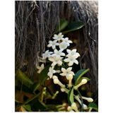 Videolu Kokulu Sarmaşık Beyaz Yasemin Fidanı 1 Adet Saksılı/ Tüplü 90-120 cm ( White Jasmine )