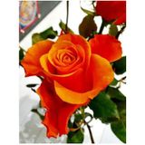 Videolu Kokulu Turuncu Bulgar Gülü Fidanı 1 Adet Saksılı 40- 60 Cm Bahçe Bitkisi Bulgar Rose