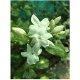 Videolu Kokulu Yasemin Çiçeği 30-60 cm Saksılı/tüplü Dış Mekan Sarmaşık Bitkileri (Jasmine Flower)