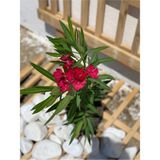 Videolu Koyu Kırmızı Zakkum Çiçeği Çok Yıllık 1 Adet Saksılı/ Tüplü 30-60 cm (Red Oleander)