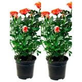 Videolu Koyu Somon Rengi Gül Fidanı Aşılı Saksılı 2 Adet 50-70cm Dış Mekan Salmon Roses