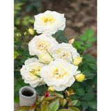 Videolu Krem Beyazı 2 Adet Yediveren Kokulu Gül Fidanı Saksılı 50-75 Cm Cream White Rose