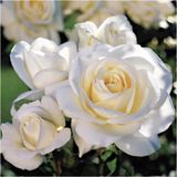 Videolu Krem Beyazı Yediveren Kokulu Gül Fidanı 2 Adet Saksılı 30-50 Cm White Rose