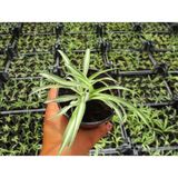 Videolu Kurdela Çiçeği Ofis/ev 15-25 cm 20 Adet Dış Mekan Ağaçları Ribbon Flower