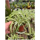Videolu Kurdele Çiçeği 20-30 Cm Saksılı Çiçekli Bodur Bitkiler Chlorophytum Comosum
