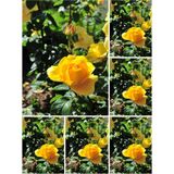 Videolu Landora Gül Sarı Renkli 30 60 Cm 1 Adet Saksılı Aşılı Gül Fidanı Yellow Rose