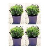 Videolu Lavanta Angustifolia Fidanı 25 30 Cm 30 Adet Saksılı/tüplü Lavanta Fidesi Lavender Flower