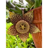Videolu Leş Kaktüs Çiçeği Fidanı 10-20 Cm Saksılı Çiçekli Bodur Bitkiler Stapelia Variegata