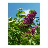 Videolu Leylak Fidanı 1 Adet 60-80 cm Saksılı/ Tüplü Dış Mekan Bitkileri (Lilac)