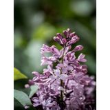 Videolu Leylak Fidanı 4 Adet 60-80 Cm Saksılı/tüplü Çiçekli Bodur Bitkiler Lilac