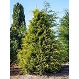 Videolu Leylandii Melez Servi Fidanı 1 Adet Saksılı/ Tüplü 30-50 cm (Leylandii Cedar)