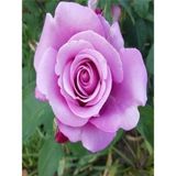 Videolu Lila Renkli 1 Adet Bulgar Gülü Çiçeği Fidanı 30-60cm Saksılı Bulgarian Rose