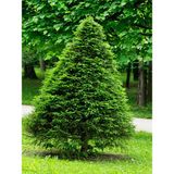 Videolu Limon Çamı Limoni Servi (30 50 Cm)1 Adet Tüplü Dış Mekan Ağaç Cupressus Macrocarpa Goldcrest