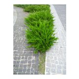 Videolu Limon Çamı Limoni Servi (50 60 Cm) 1 Adet Saksılı Dış Mekan Ağaç Cupressus Macrocarpa