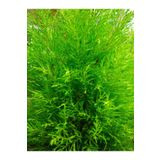 Videolu Limon Çamı Limoni Servi (60 70 Cm)1 Adet Saksılı Dış Mekan Ağaç Cupressus Macrocarpa