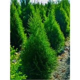 Videolu Limon Çamı Limoni Servi (70 80 Cm)1 Adet Saksılı Dış Mekan Bitkisi Cupressus Macrocarpa