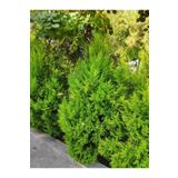 Videolu Limon Çamı Limoni Servi (80 90 Cm)1 Adet Saksılı Cupressus Macrocarpa