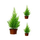 Videolu Limon Çamı Limoni Servi Fidanı(30 50 Cm)3 Adet Tüplü Cupressus Macrocarpa Goldcrest