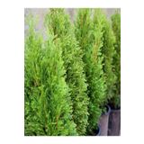 Videolu Limon Kokulu Bahçe Çamı 1 Adet Saksılı/Tüplü 30-50Cm (Cupressus Macrocarpa)