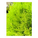 Videolu Limon Kokulu Limon Çam Fidanı(60-80 Cm)1 Adet Saksılı Dış Mekan Ağaç Cupressus Macrocarpa