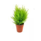 Videolu Limon Kokulu Limoni Servi 1 Adet Saksılı/ Tüplü Ev Ofis Salon Çamı 30-40 cm (Cupressus)