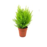 Videolu Limon Kokulu Limoni Servi 1 Adet Saksılı/ Tüplü Ev Ofis Salon Çamı 30-40 cm (Cupressus)