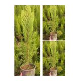 Videolu Limon Kokulu Servi 3 Adet Saksılı/Tüplü 30-65Cm (Cupressus Macrocarpa)