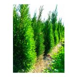 Videolu Limon Selvi (30 40 Cm)10 Adet Tüplü Dış Mekan Bitkisi Cupressus Macrocarpa Goldcrest, SRD274