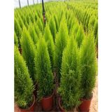 Videolu Limon Selvi Çamı Fidanı 1 Adet 60-120CM Saksılı (Lemon Cypress)