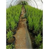 Videolu Limon Selvi Limon Kokulu 10 Adet Saksılı/ Tüplü 30-50 cm (Cupressus Macrocarpa)
