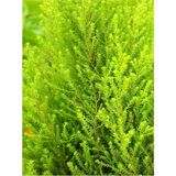 Videolu Limon Servi Çam Fidanı (30 50 Cm)1 Adet Saksılı/tüplü Salon/dış Mekan Cupressus Macrocarpa