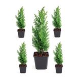 Videolu Limoni Servi Fidanı 5 Adet Saksılı 30-55 cm Dış Mekan Bitkisi (Cupressus Macrocarpa)