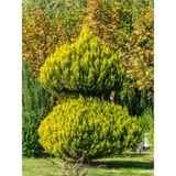 Videolu Limoni Servi Limon Kokulu (20 40CM)1 Adet Saksılı Dış Mekan Bitkisi Cupressus Macrocarpa