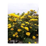 Videolu Londra Sarı 1 Adet Gül Fidanı Saksılı 10-15cm ( Yellow Rose)