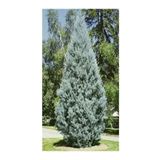 Videolu Mavi 1 Adet Servi Çamı Fidanı 30-70Cm SaksılıTüplü (Cedar Pine Tree Sapling)
