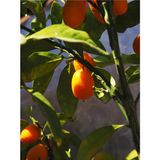 Videolu Meyveli 1 Adet Kamkat Fidanı Balkon Bitkisi 60-120CM Saksılı (Kumquat Sapling)