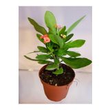 Videolu Milli Dikenler Tacı (10 55 Cm) Saksılı Kaktüs Euphorbia