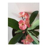 Videolu Milli Dikenler Tacı 15 45 Cm Saksılı Kaktüs Euphorbia, BTSMLLI22