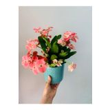 Videolu Milli Dikenler Tacı 15 45 Cm Saksılı Kaktüs Euphorbia, BTSMLLI24