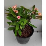 Videolu Milli Dikenler Tacı (32 45 Cm) Saksılı Euphorbia