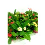 Videolu Milli Dikenler Tacı 3'lü (5 35 Cm) Saksılı Kaktüs Euphorbia