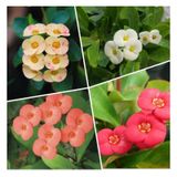 Videolu Milli Dikenler Tacı Alacalı-beyaz-turuncu-kırmızı 4 Adet Saksılı 10-20cm Euphorbia