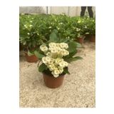 Videolu Milli Dikenler Tacı Beyaz Çiçekli (15 45 Cm) Saksılı Kaktüs Euphorbia
