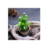 Videolu Milli Dikenler Tacı Çiçeği (Beyaz) (25 40 Cm) Saksılı Mega Boy Euphorbia