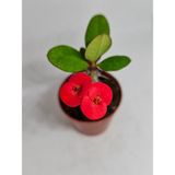 Videolu Milli Dikenler Tacı Iri Kırmızı Çiçek Açan ( 5-7 Cm) Saksılı Euphorbia