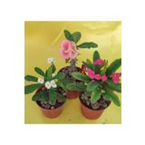 Videolu Milli Dikenler Tacı Kaktüs 1 Adet 3 Farklı Renk Saksılı 20-40cm Euphorbia