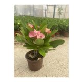 Videolu Milli Dikenler Tacı Pembe Çiçekli 25-55 cm Saksılı İç Mekan Bitkileri Euphorbia